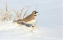 Horned Lark